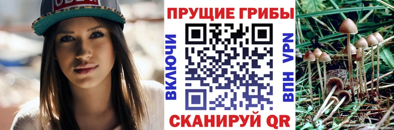 где купить   ОМГ ОМГ маркетплейс  Псилоцибиновые грибы ЛСД  Сясьстрой 